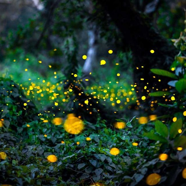 image of glowing fireflies
