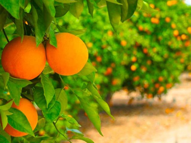 photo of an orange grove