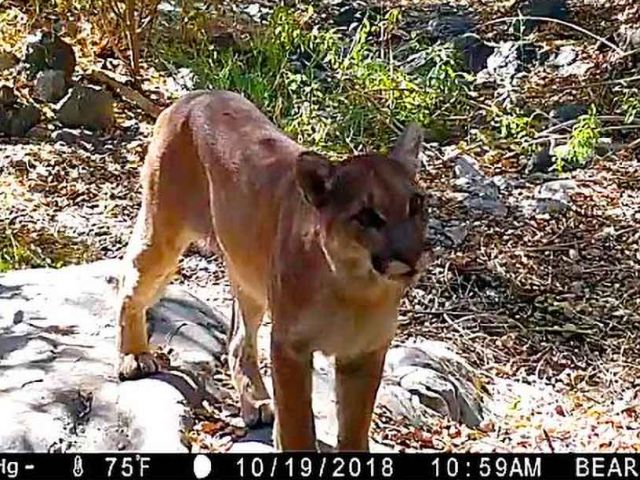 photo of animal in the woods