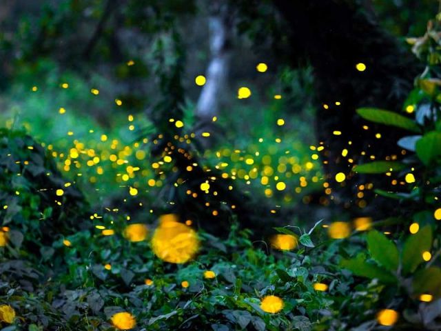 Çamsarı "Rhythms of Nature"